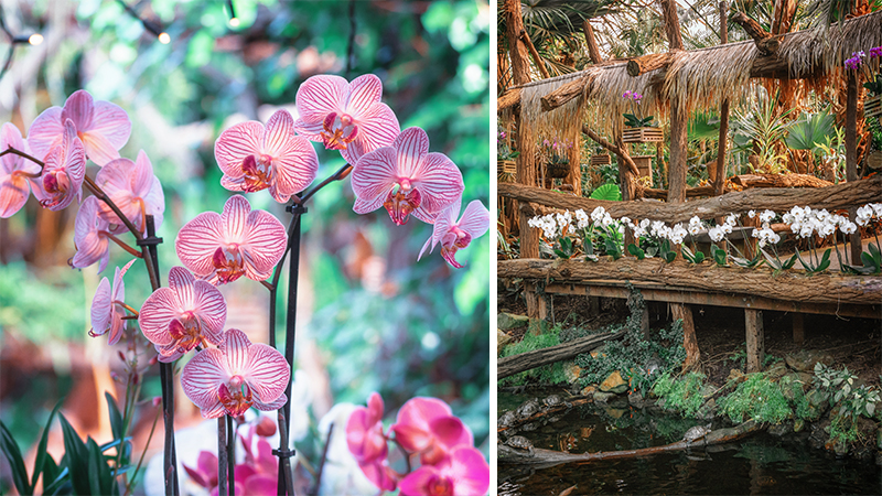 Orchideen Hoeve